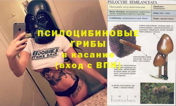 сатива Абинск